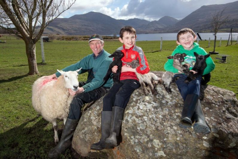 Killarney ewe has quadruplets for a second year