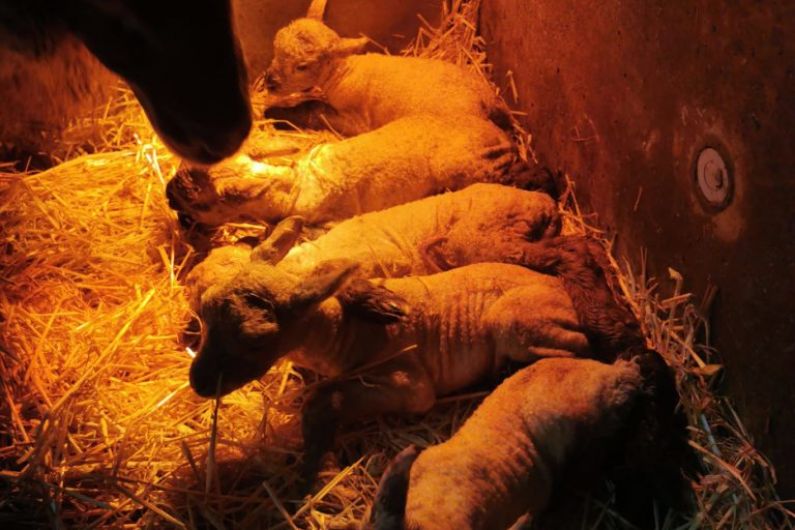 Ewe in mid Kerry gives birth to quintuplets