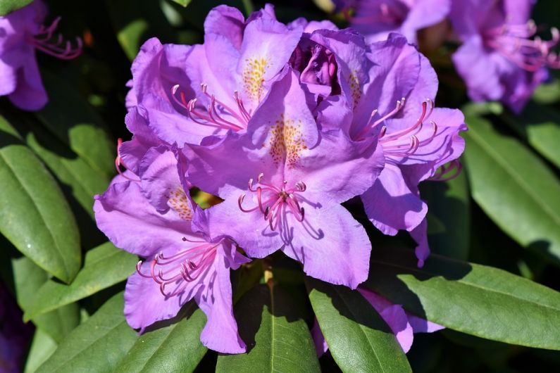 Around &euro;2 million spent tackling rhododendron in Killarney National Park since 2016