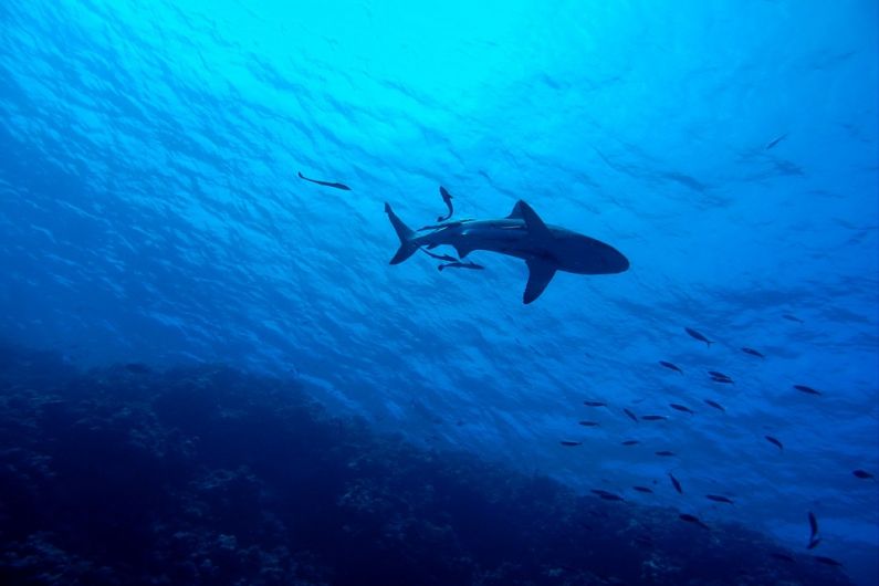 American researchers off&nbsp;Kerry coast&nbsp;hoping to record first great white shark in Irish waters