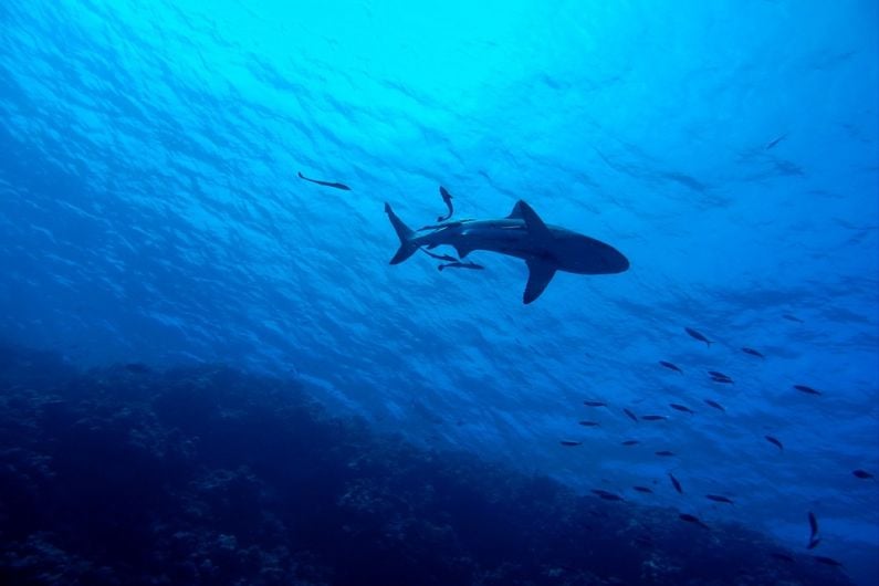 American researchers off Kerry coast hoping to record first great white shark in Irish waters