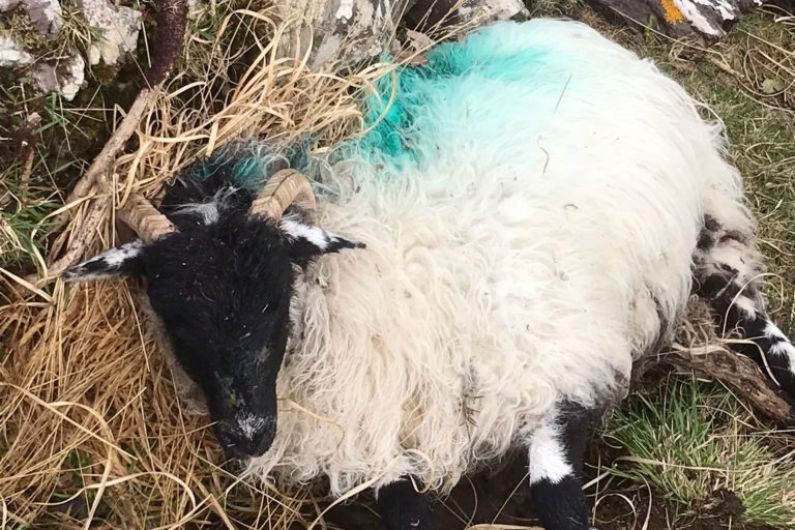 Kerry County Vet responds to recent dog attack on sheep