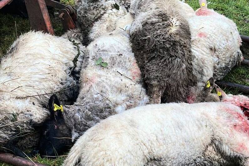 Another Dog Attack on Sheep &ndash; January 22nd, 2024