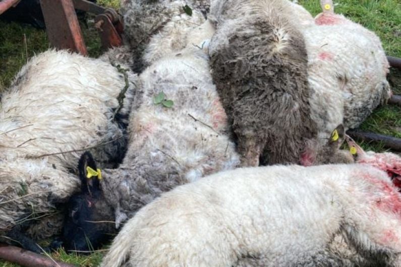 Over ten sheep killed by dogs in Killarney