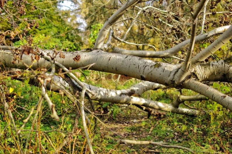 Kerry councillor appeals to motorists not to drive under fallen trees