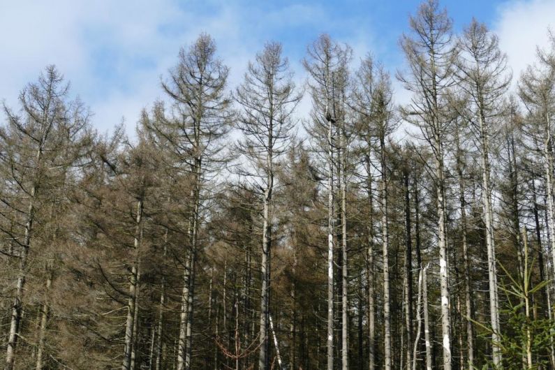 Afforestation payments fall in Kerry over last decade