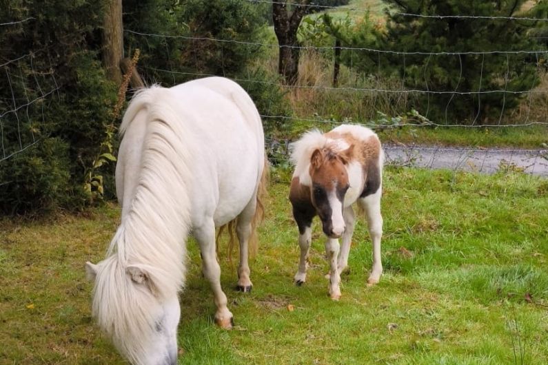 Killorglin Garda&iacute; appealing for witnesses following theft of four ponies overnight