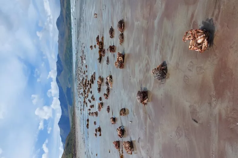 Sight of thousands of dead spider crabs on Kilcummin Strand described as shocking and flabbergasting