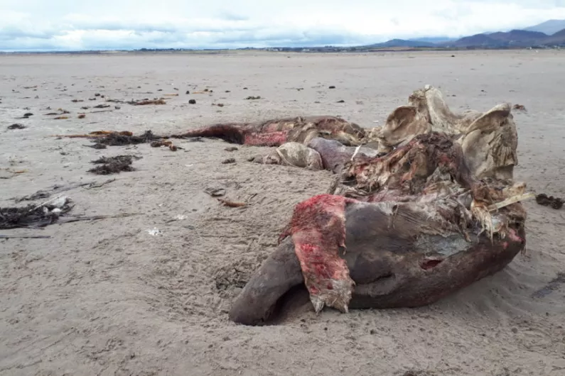 Second rare whale species washes up on Kerry beach