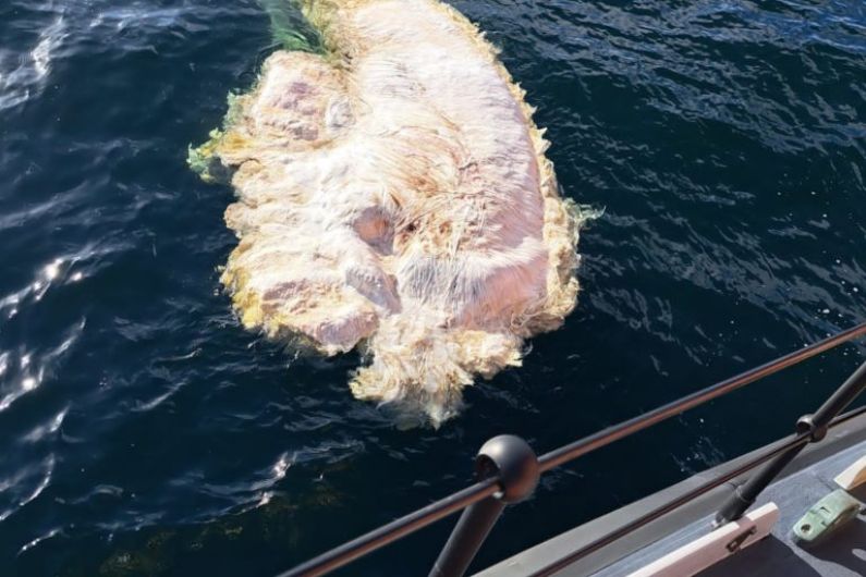 Whale carcass drifting towards Cahersiveen