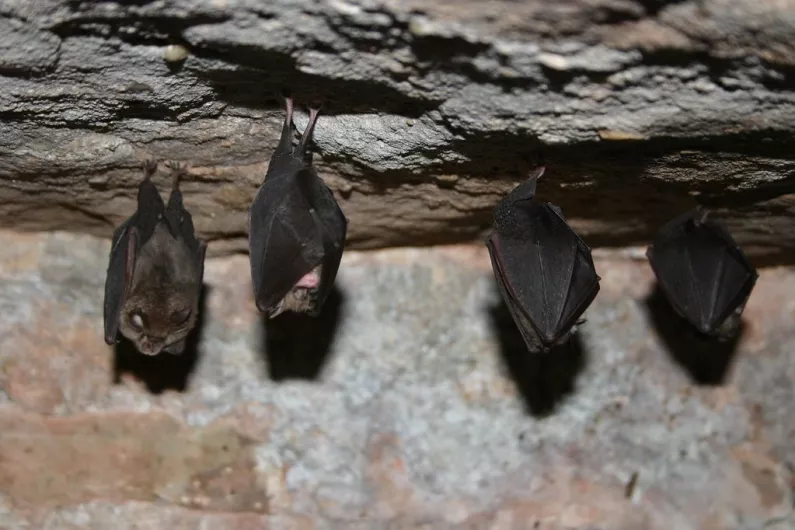 Impact on bats leads to rejection of 228-unit housing development in Killarney