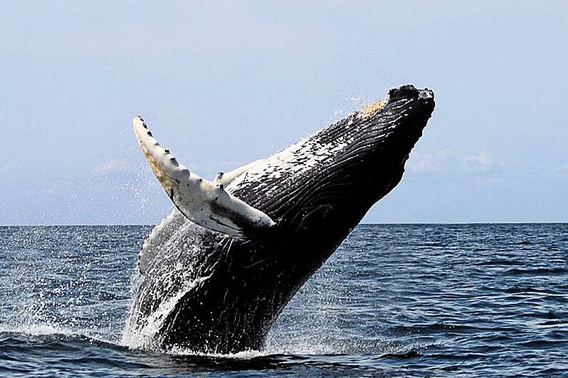 Humpback whale sighting off Tarbert pier