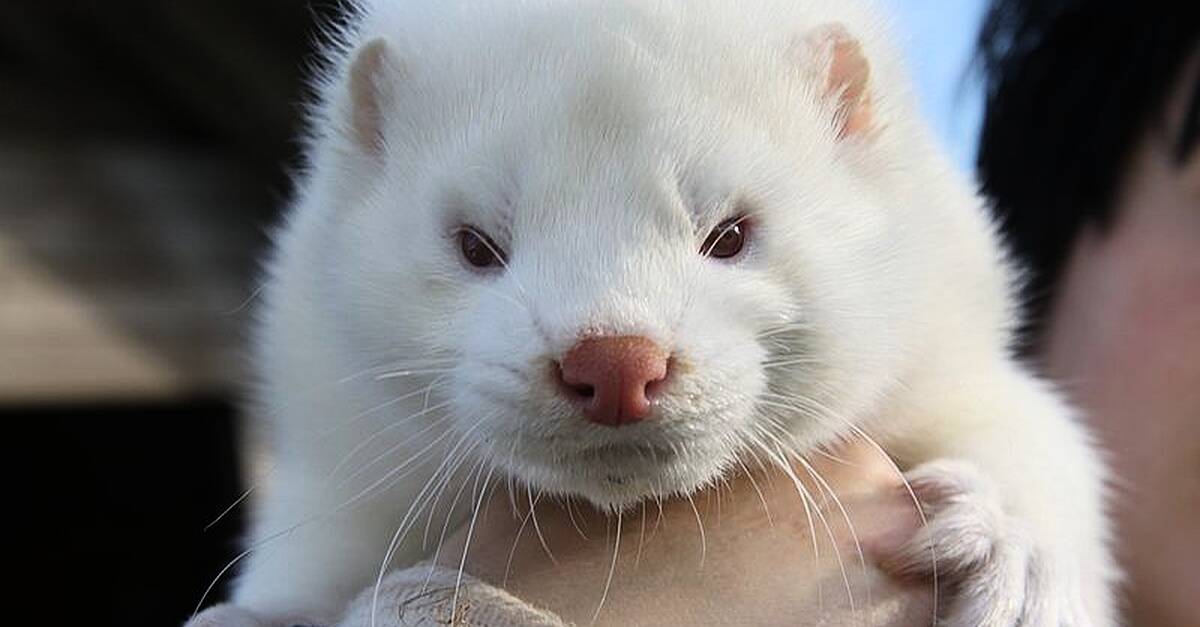 All mink in fur farms to be culled All mink in fur farms to be culled