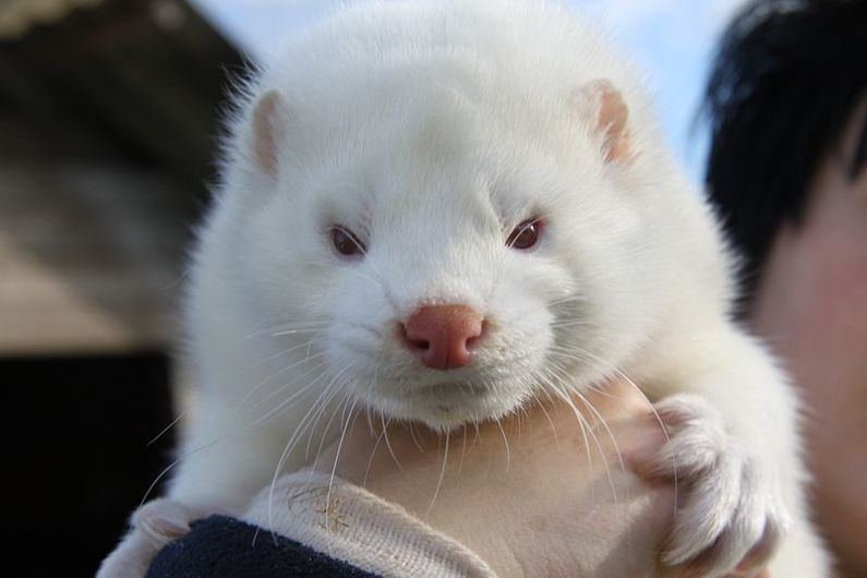 Compensation for Waterville mink farm after fur farming is banned