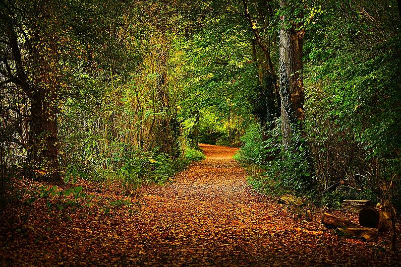 Week-long celebration of Kerry’s biodiversity next week