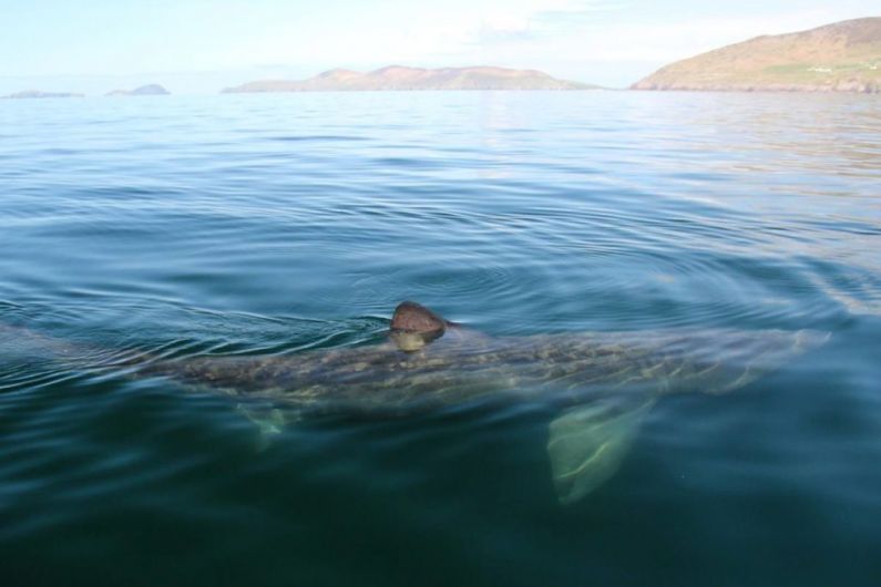 New laws protecting basking sharks come into effect today