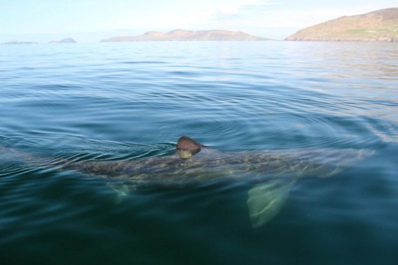 Technology attached to shark shows animal was hit by boat off Kerry coast