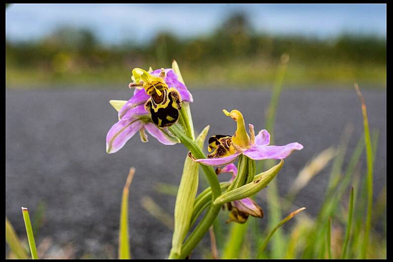 Council&rsquo;s biodiversity strategy credited as potential reason for growth of rare plant