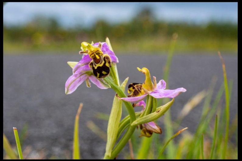 SKDP welcomes funding for Kerry Eco-Social Farming