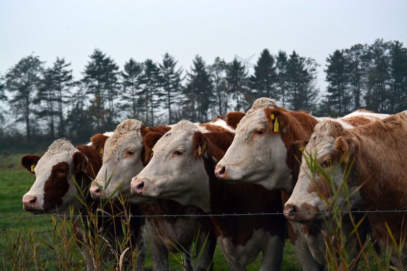 Cattle worth in the region of €10,000 stolen from North Kerry farm