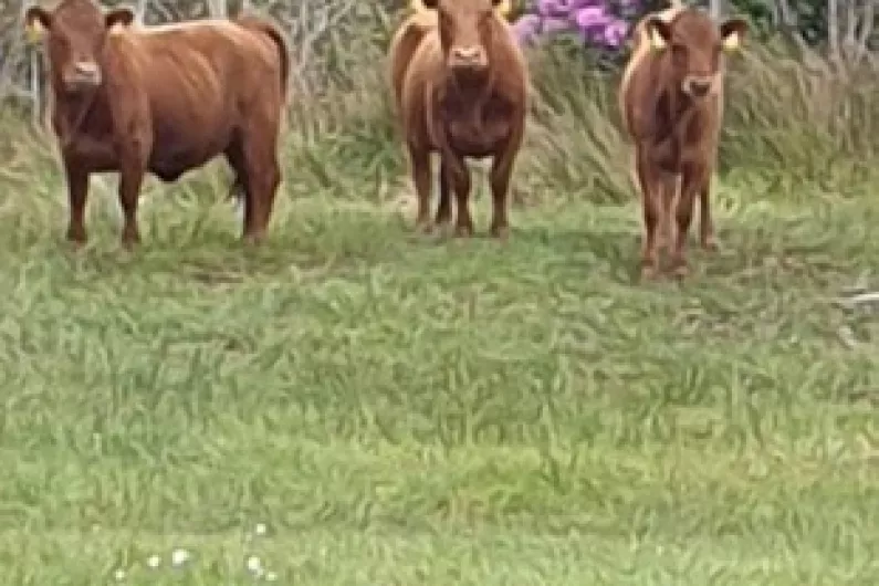 South Kerry farmer appeals for help in locating missing cows