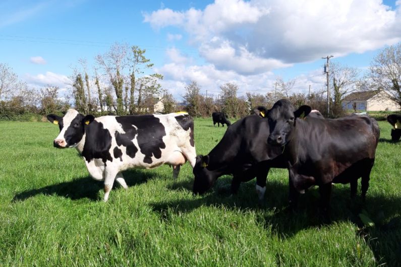 Over 1,400 dairy farms in Kerry