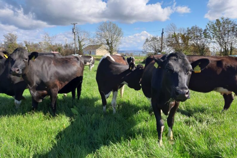 Bovine TB outbreaks causing sleepless nights for Kerry farmers