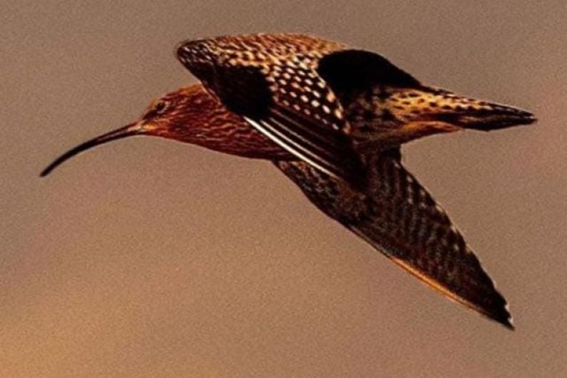 Fires and forestry pose major problems for curlew in Kerry