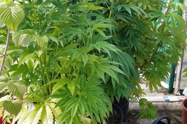 &euro;4,800 worth of suspected cannabis seized in West Kerry