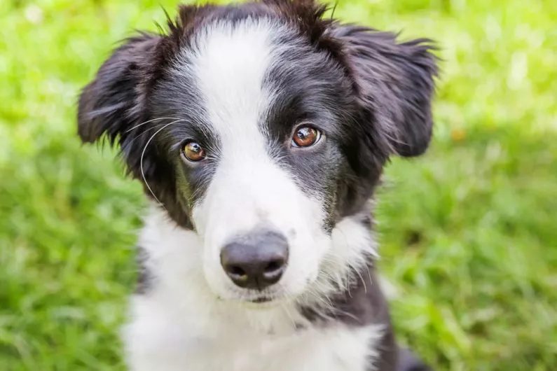 Majority of Kerry dog owners did not surrender lockdown pets