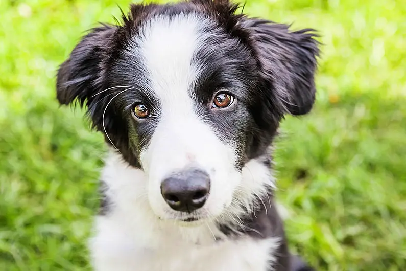 Over 1,300 dog licences issued in Kerry in January