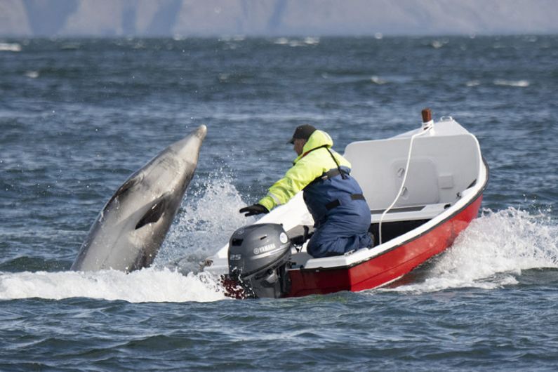 Dolphin spotted in Cork was not Fungie