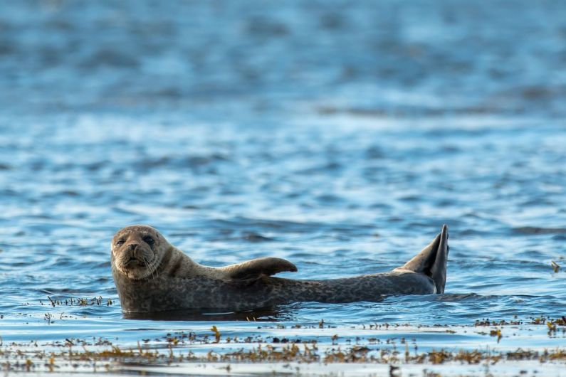 Minister says no plans for general seal cull