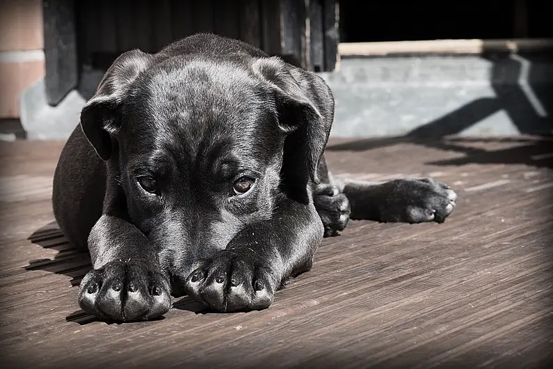 2020 was KSPCA's busiest year ever