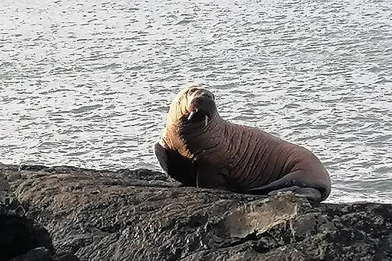 Walrus which washed up on Valentia Island now in precarious area in Wales