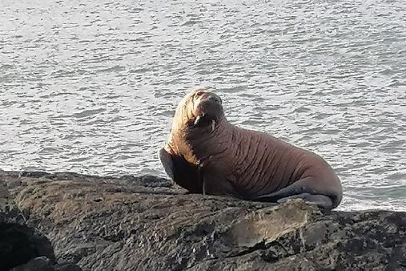 Walrus which washed up on Valentia Island now in precarious area in Wales