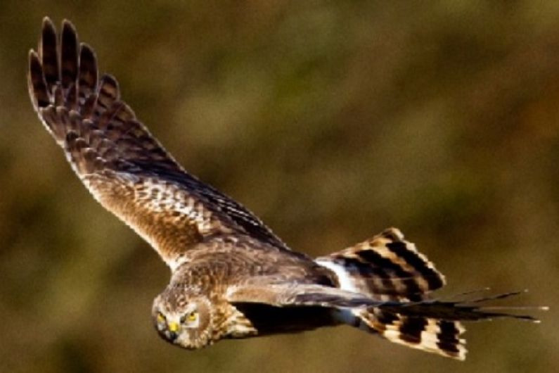 NPWS deems report on birds of prey poisoning in Kerry very disturbing