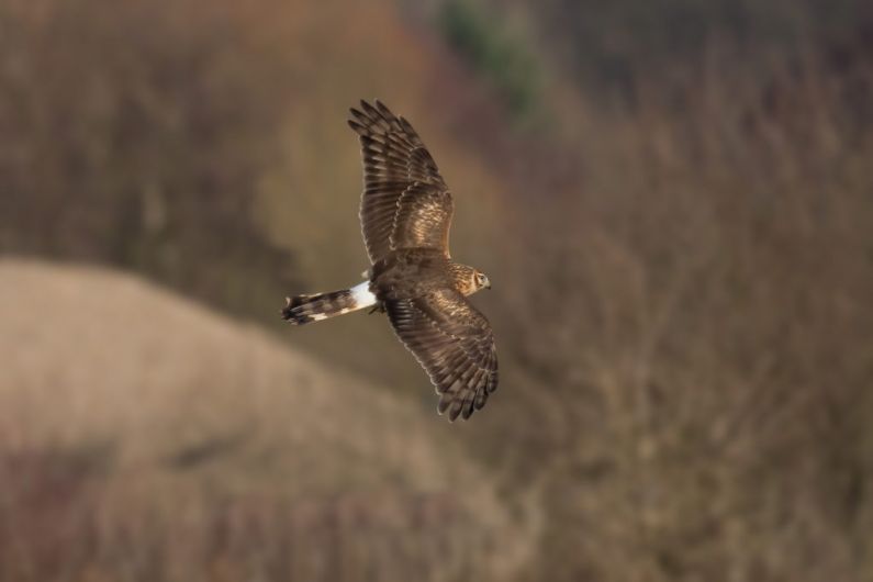 2021 a mixed year for hen harrier conservation