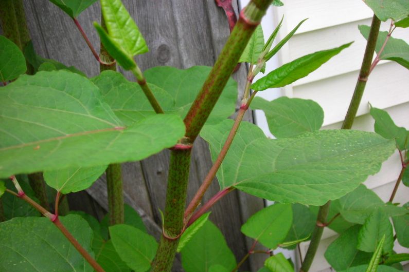 Hedge cutters warned to be vigilant of Japanese Knotweed