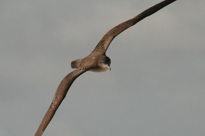 Public being urged to help stranded seabirds