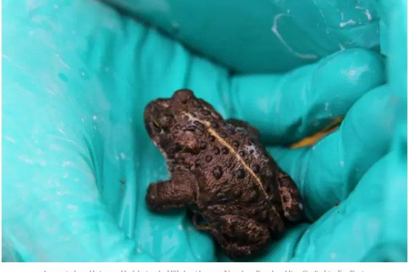 Over 1,000 of Ireland’s only native toad have been released into ponds in West Kerry