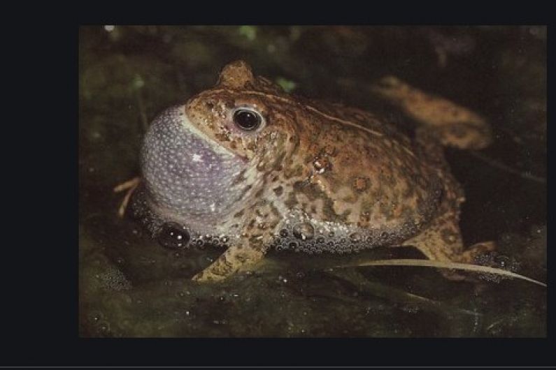 Release of 500 natterjack toads into wild at Inch taking place this morning