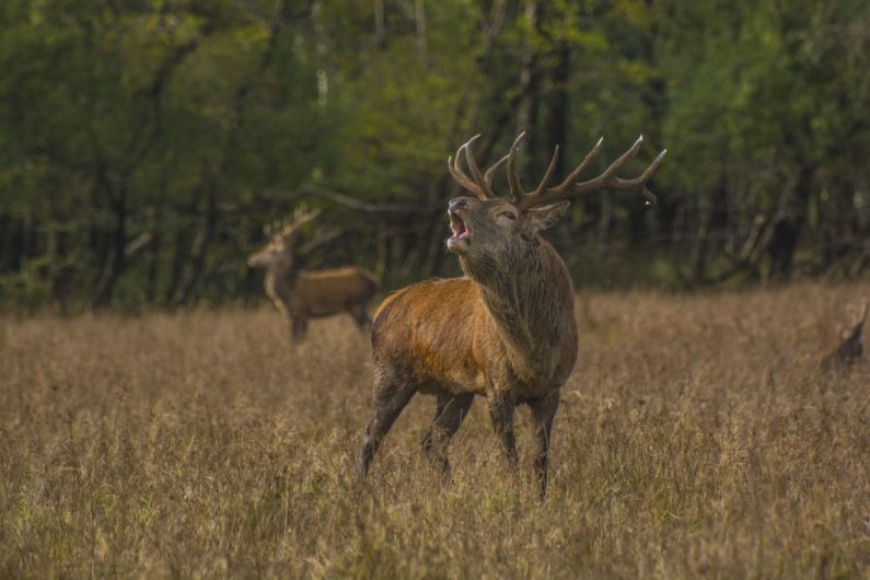 Delay issuing deer culling permits, including for Killarney National Park, could cause damage to habitats