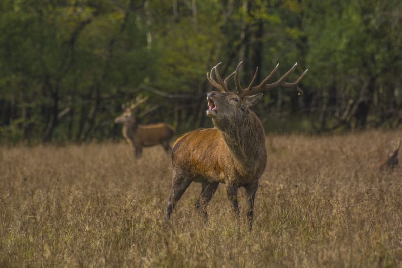 Woman airlifted to hospital after stag attack in Glencar area