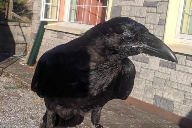 Missing raven in west Kerry found
