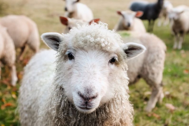 Almost 1,600 Kerry sheep farmers to receive &euro;1.6 million in payments