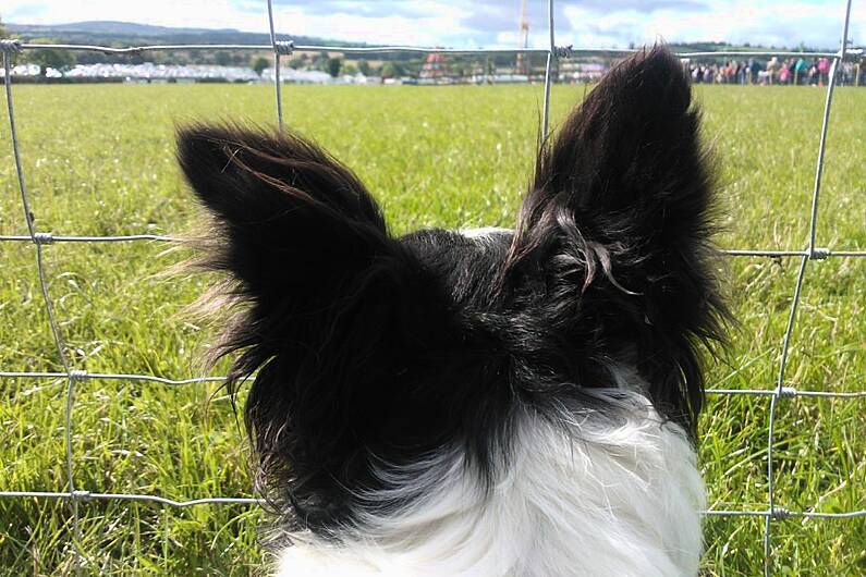 Killorglin Gardaí urging vigilance following attempted theft of dogs