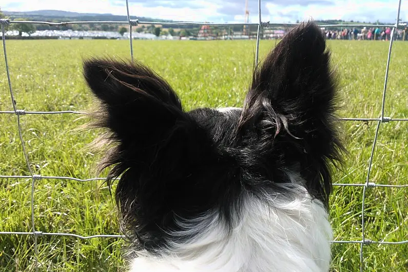 39 fines issued to Kerry dog owners in first seven months of 2021