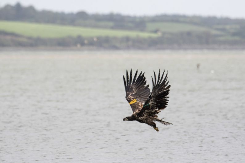 Four white-tailed eagles released on Kerry-Limerick border
