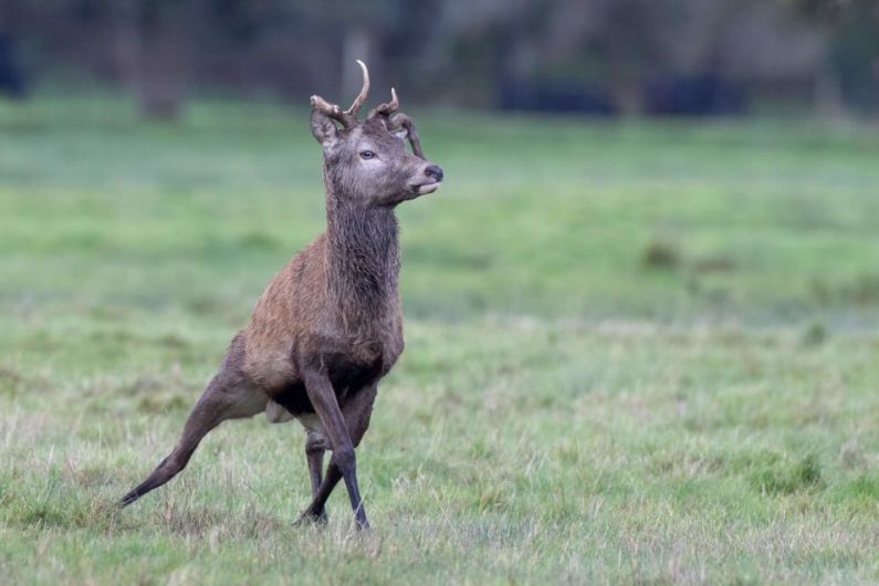 More than 100 deer culled in Killarney National Park in 2020